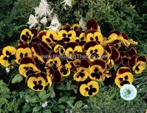 Hạt Giống Hoa Pansy Bong7cm INSPIRE Yellow Red Wing