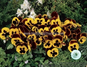 hat giong hoa pansy bong7cm inspire yellow red wing