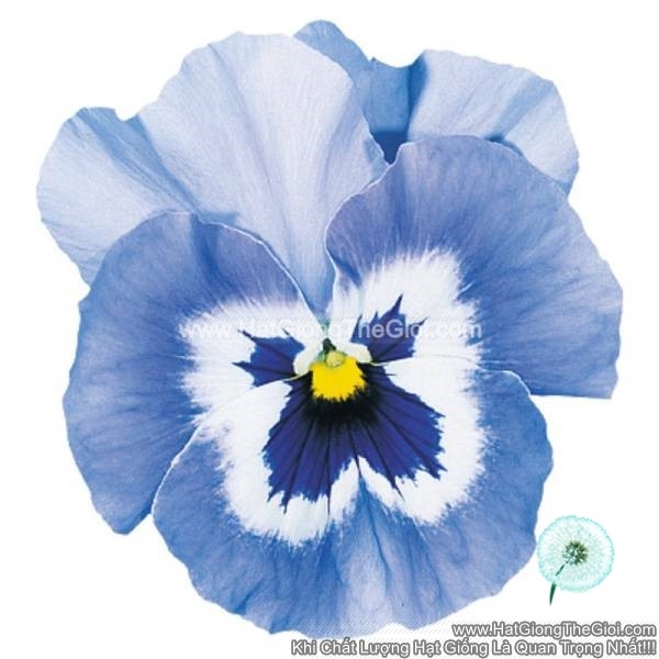 hat giong hoa pansy bong7cm joker light blue