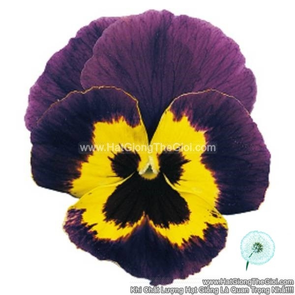 hat giong hoa pansy bong7cm joker violet   gold