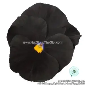 Hạt Giống Hoa Pansy Đen F1