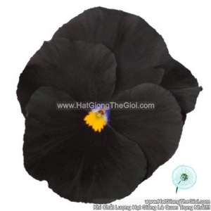 hat giong hoa pansy den f1