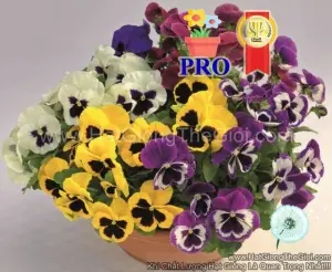 Hạt Giống Hoa Pansy Inspire DeluXXe Đại Mix