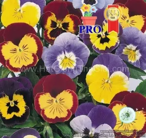 Hạt Giống Hoa Pansy JOKER Vui Vẻ F1Mix