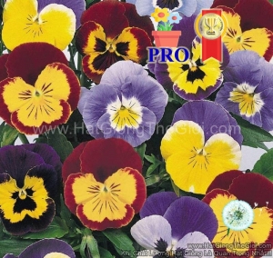 hat giong hoa pansy joker vui ve f1mix
