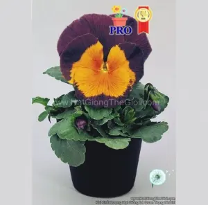 Hạt Giống Hoa Pansy JOKER Vui Vẻ