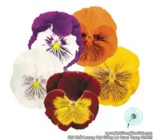 Hạt Giống Hoa Pansy Mặt Mèo TG285 Mix