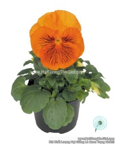 hat giong hoa pansy mat meo tg285 orange