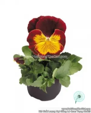 Hạt Giống Hoa Pansy Mặt Mèo TG285 Red Gold