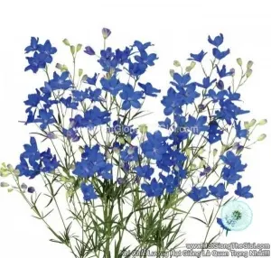 Hạt Giống Hoa Phi Yến Cắt Cành TG278 Grand Blue