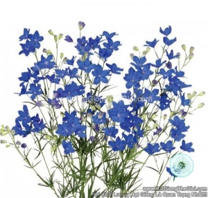 hat giong hoa phi yen cat canh tg278 grand blue