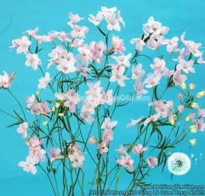 Hạt Giống Hoa Phi Yến Cắt Cành TG278 Happy Pink