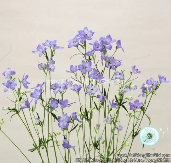 hat giong hoa phi yen cat canh tg278 lavender