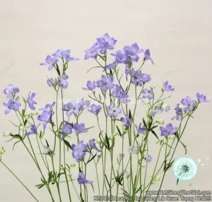 Hạt Giống Hoa Phi Yến Cắt Cành TG278 Lavender