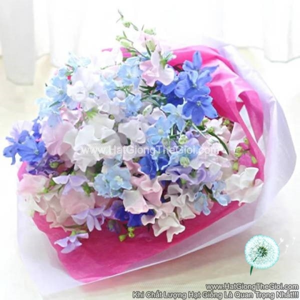 hat giong hoa phi yen cat canh tg278 mix
