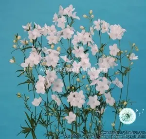 Hạt Giống Hoa Phi Yến Cắt Cành TG278 Silky White