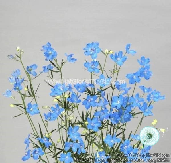 hat giong hoa phi yen cat canh tg278 sky blue
