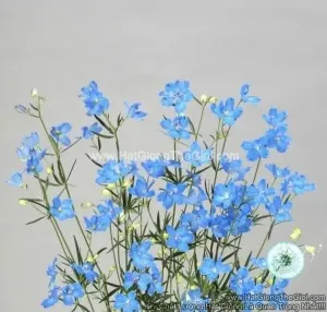 Hạt Giống Hoa Phi Yến Cắt Cành TG278 Sky Blue