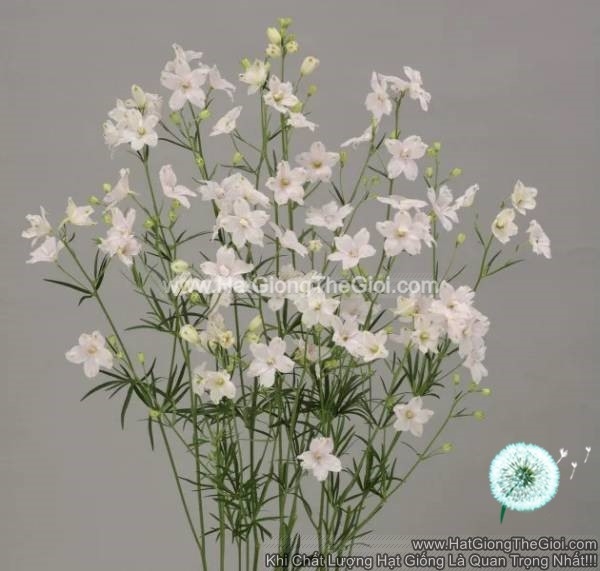 hat giong hoa phi yen cat canh tg278 sugar pink