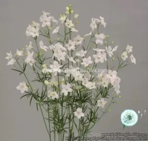 Hạt Giống Hoa Phi Yến Cắt Cành TG278 Sugar Pink