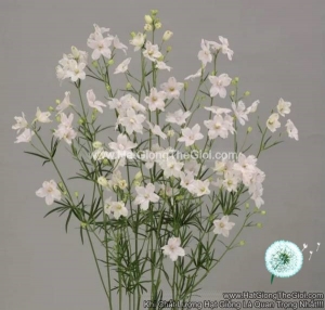 hat giong hoa phi yen cat canh tg278 sugar pink