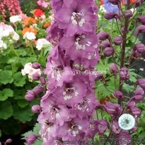Hạt Giống Hoa Phi Yến MAGIC FOUNTAINS Lilac Pink White Bee