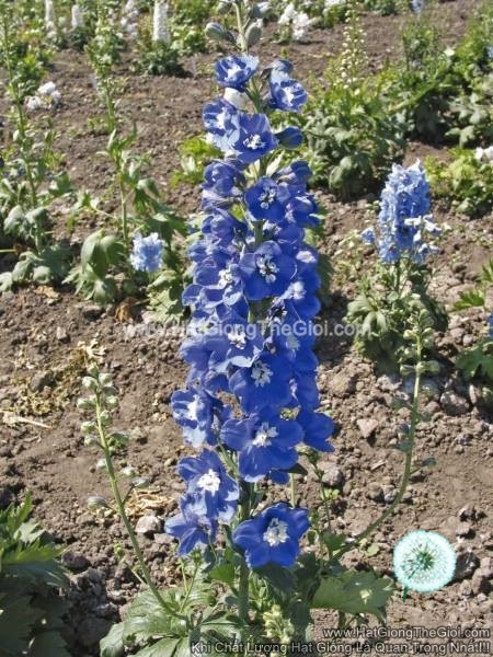 hat giong hoa phi yen magic fountains mid blue white bee