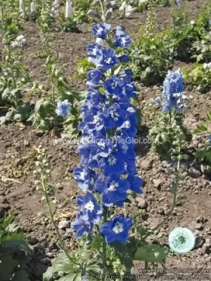 Hạt Giống Hoa Phi Yến MAGIC FOUNTAINS Mid Blue White Bee