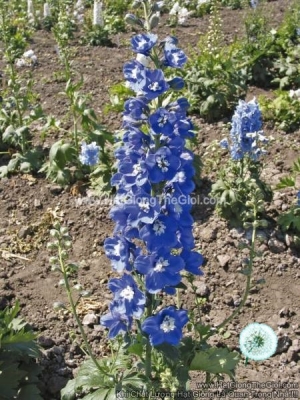 hat giong hoa phi yen magic fountains mid blue white bee