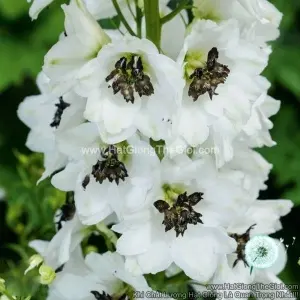 Hạt Giống Hoa Phi Yến MAGIC FOUNTAINS White Dark Bee