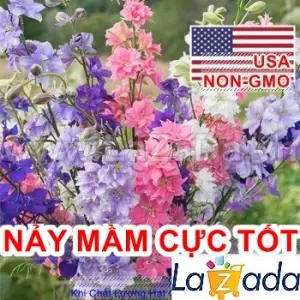 Hạt Giống Hoa Phi Yến - Mix Nhiều Màu (Consolida regalis)