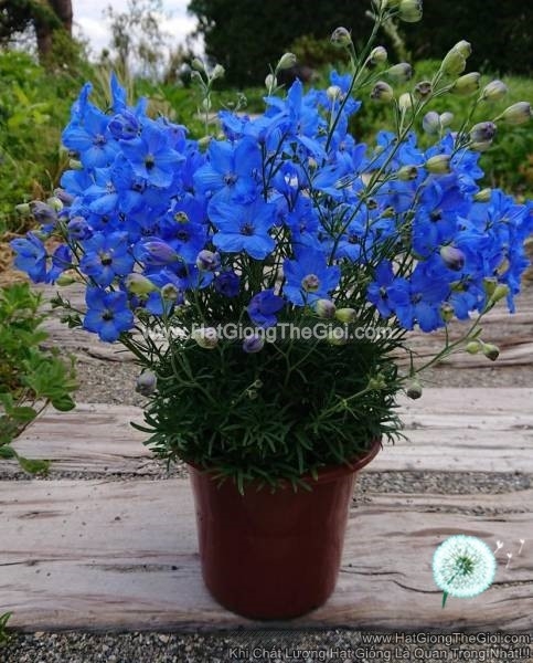 hat giong hoa phi yen trong chau tg277 blue