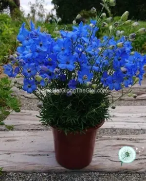 Hạt Giống Hoa Phi Yến Trồng Chậu TG277 Blue