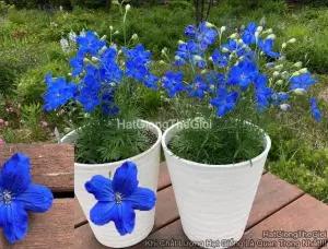 Hạt Giống Hoa Phi Yến Trồng Chậu Tg277 Deep Blue
