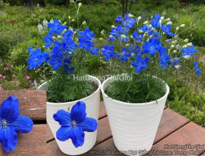hat giong hoa phi yen trong chau tg277 deep blue