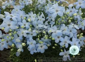 Hạt Giống Hoa Phi Yến Trồng Chậu TG277 Light Blue