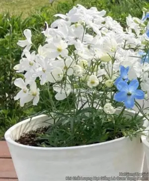 Hạt Giống Hoa Phi Yến Trồng Chậu TG277 White