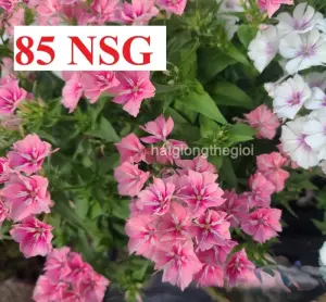 Hạt Giống Hoa Thanh Trúc Cánh Sao Mix TG441