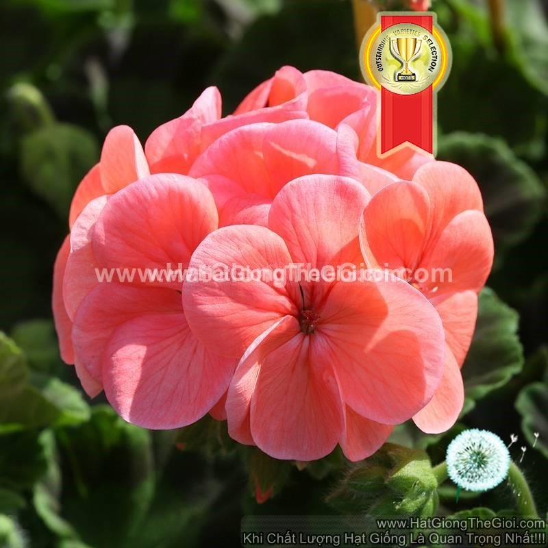 hat giong hoa phong lu f1pro sieu nhanh salmon tg199