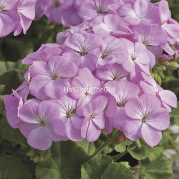 hat giong hoa phong lu multibloom lavender