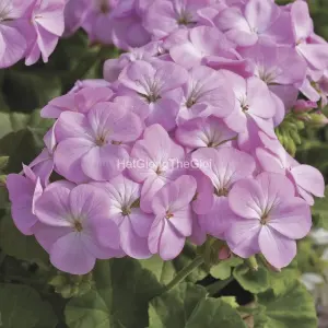 Hạt Giống Hoa Phong Lữ MULTIBLOOM Lavender