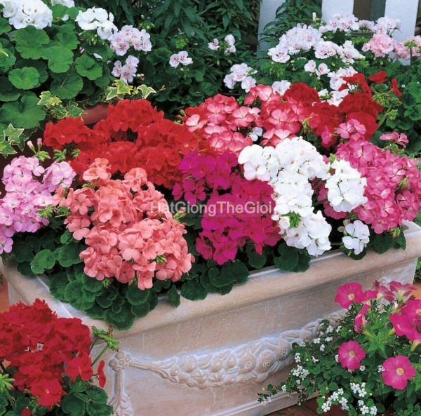 hat giong hoa phong lu multibloom mix
