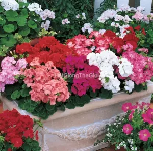 Hạt Giống Hoa Phong Lữ MULTIBLOOM Mix