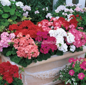 hat giong hoa phong lu multibloom mix