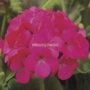 Hạt Giống Hoa Phong Lữ PINTO PREMIUM LavenderRose