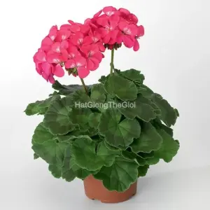 Hạt Giống Hoa Phong Lữ RINGO Deep Rose