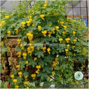 Hạt Giống Hoa Phượng Hoàng Leo - Mặt Rồng, Lâu Năm (Canary)