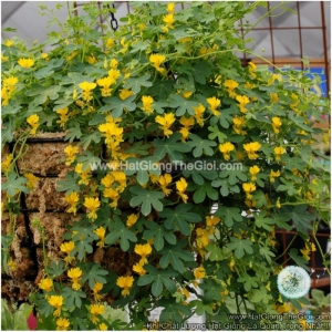 hat giong hoa phuong hoang leo   mat rong lau nam  canary