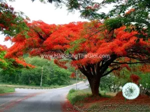 Hạt Giống Hoa Phượng Vỹ