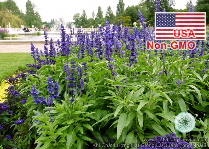 hat giong hoa nu hoang xanh xon xanh   blue  salvia farinacea